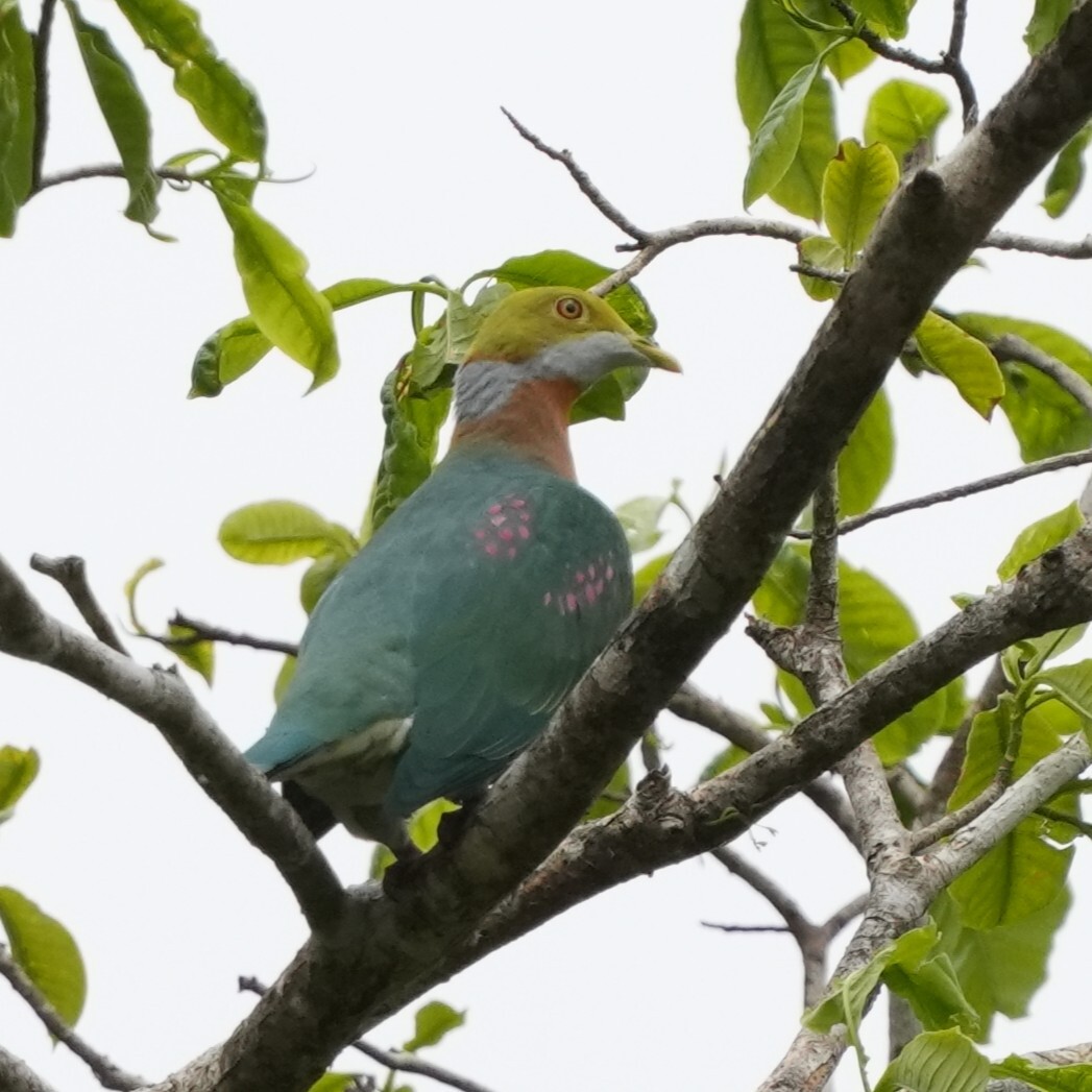 Pink-spotted Fruit Dove (Ptilinopus perlatus), photo 5
