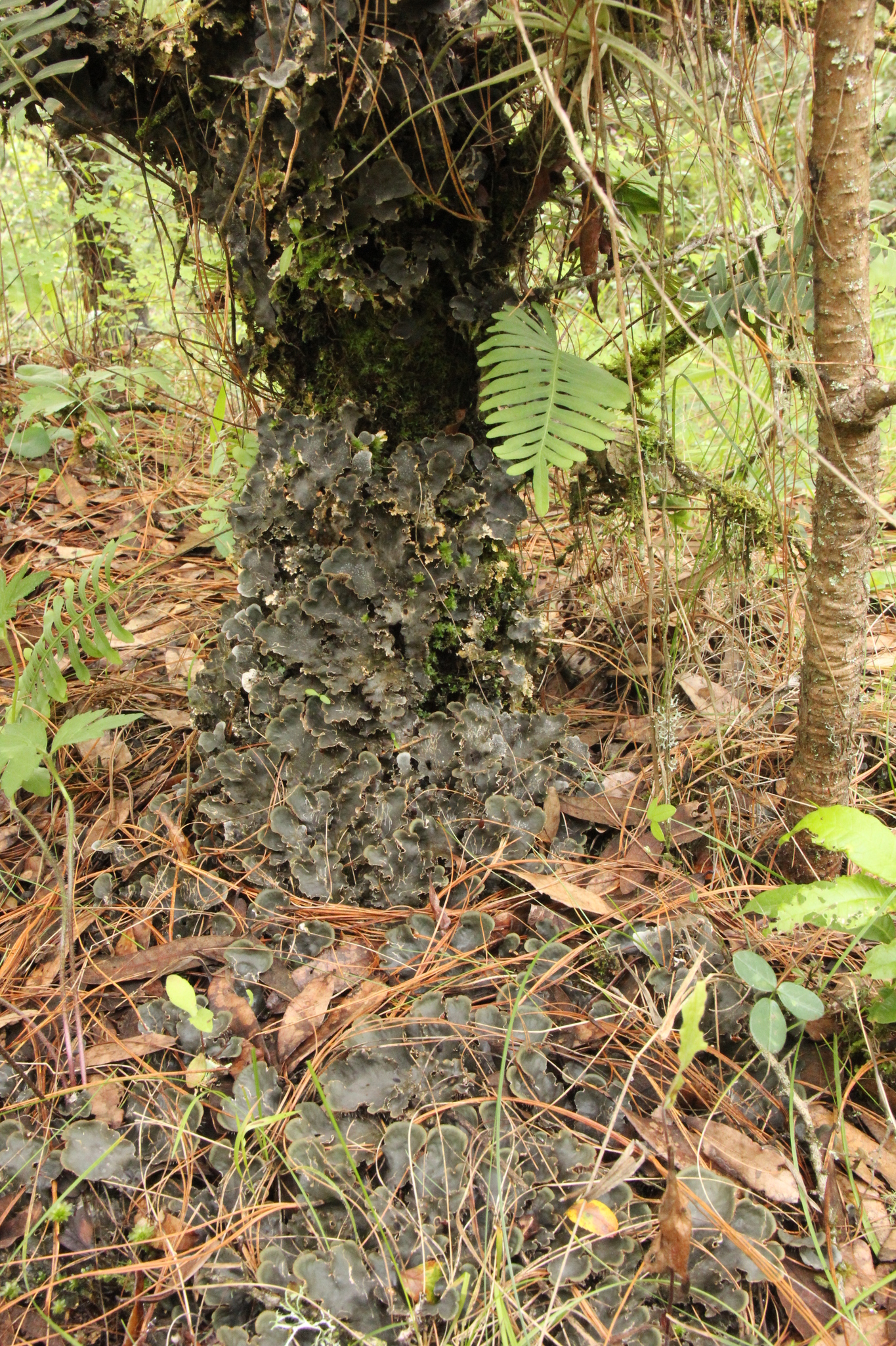 Peltigera praetextata image