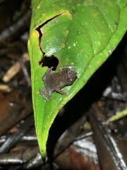 Rhinella festae