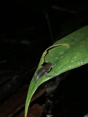 Rhinella festae