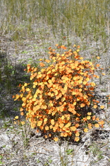 Em Lamond, CC BY, iNaturalist via GBIF Hibbertia stellaris, photograph Em Lamond, CC BY, iNaturalist via GBIF