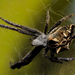 Tropical Tent-web Spider - Photo (c) Andrés E. Ríos Saldaña, some rights reserved (CC BY-NC)