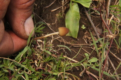Psilocybe mexicana