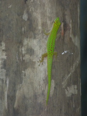 Phelsuma sundbergi longinsulae