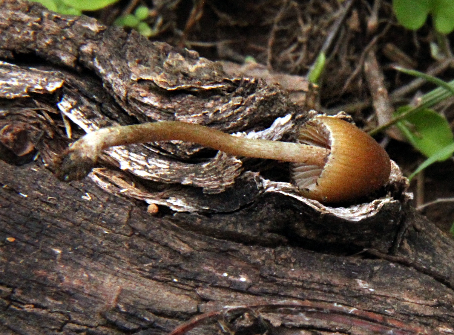 Psilocybe mexicana image