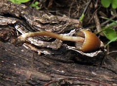 Psilocybe mexicana