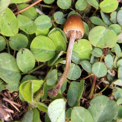 Psilocybe mexicana