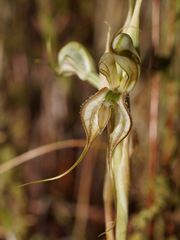 Pterostylis valida