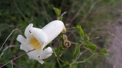 Amphilophium carolinae