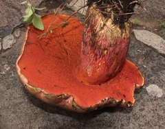 Boletus michoacanus