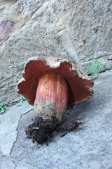 Boletus michoacanus