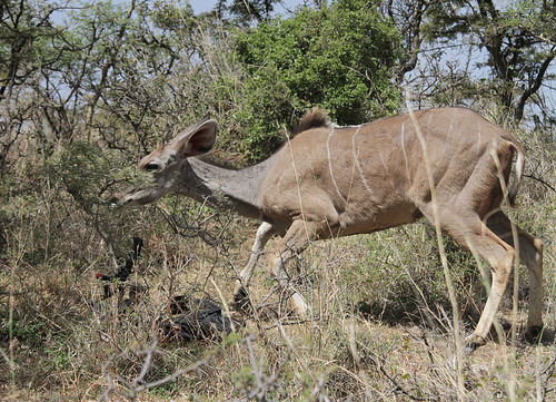 Northern Greater Kudu