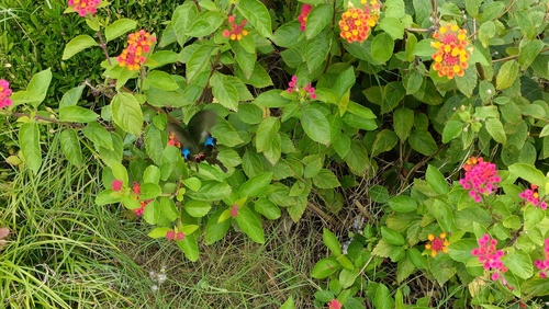 Paris Peacock Swallowtail