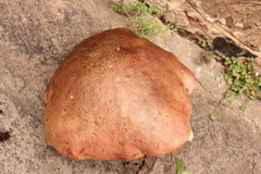 Boletus michoacanus