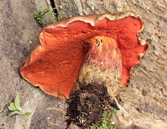 Boletus michoacanus