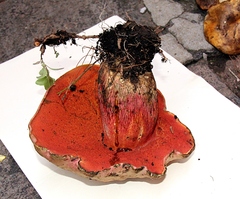 Boletus michoacanus