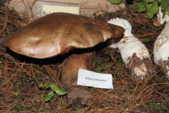 Boletus michoacanus