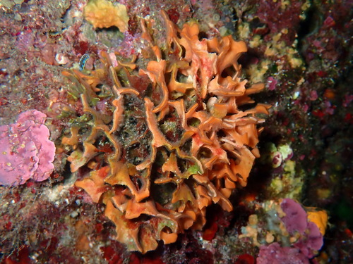 Photo of Mediterranean fan bryozoan (Pentapora fascialis)