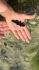 Pseudobiceros gloriosus