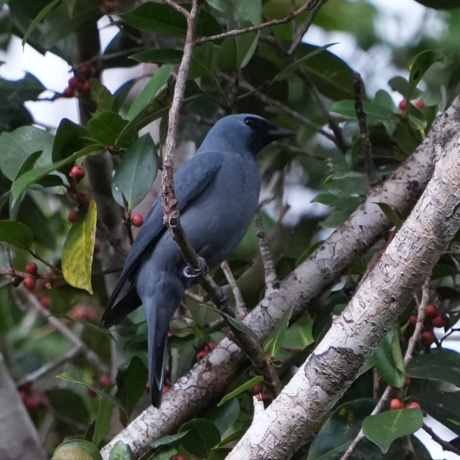 Boyer's Cuckooshrike (Coracina boyeri), photo 2