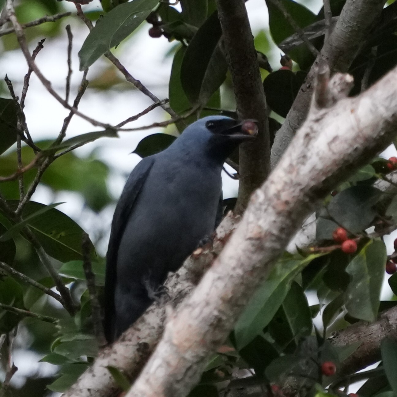 Boyer's Cuckooshrike (Coracina boyeri), photo 3