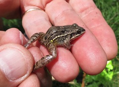 Leptodactylus latinasus
