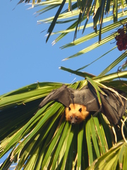 Pteropus seychellensis seychellensis