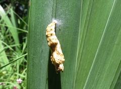 Lepidoptera