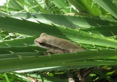 Boana pulchella