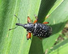 Heilipodus erythropus
