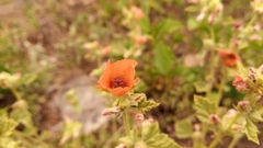 Sphaeralcea cordobensis