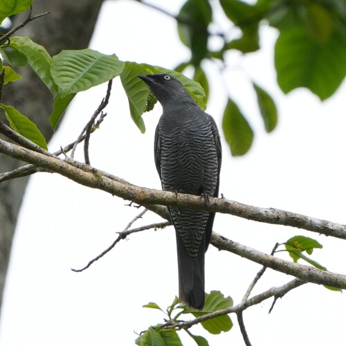 Barred Cuckooshrike (Coracina lineata), photo 6