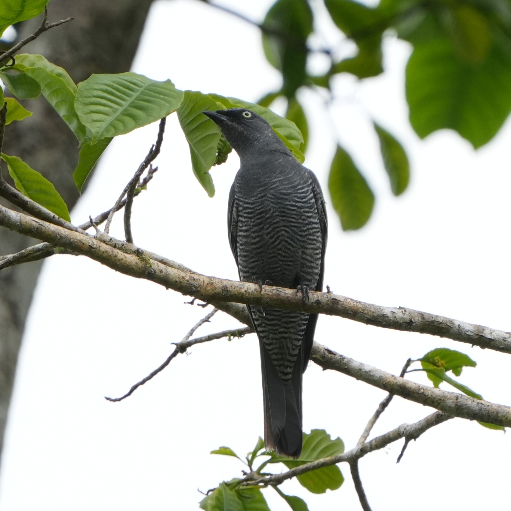 Barred Cuckooshrike (Coracina lineata), photo 4