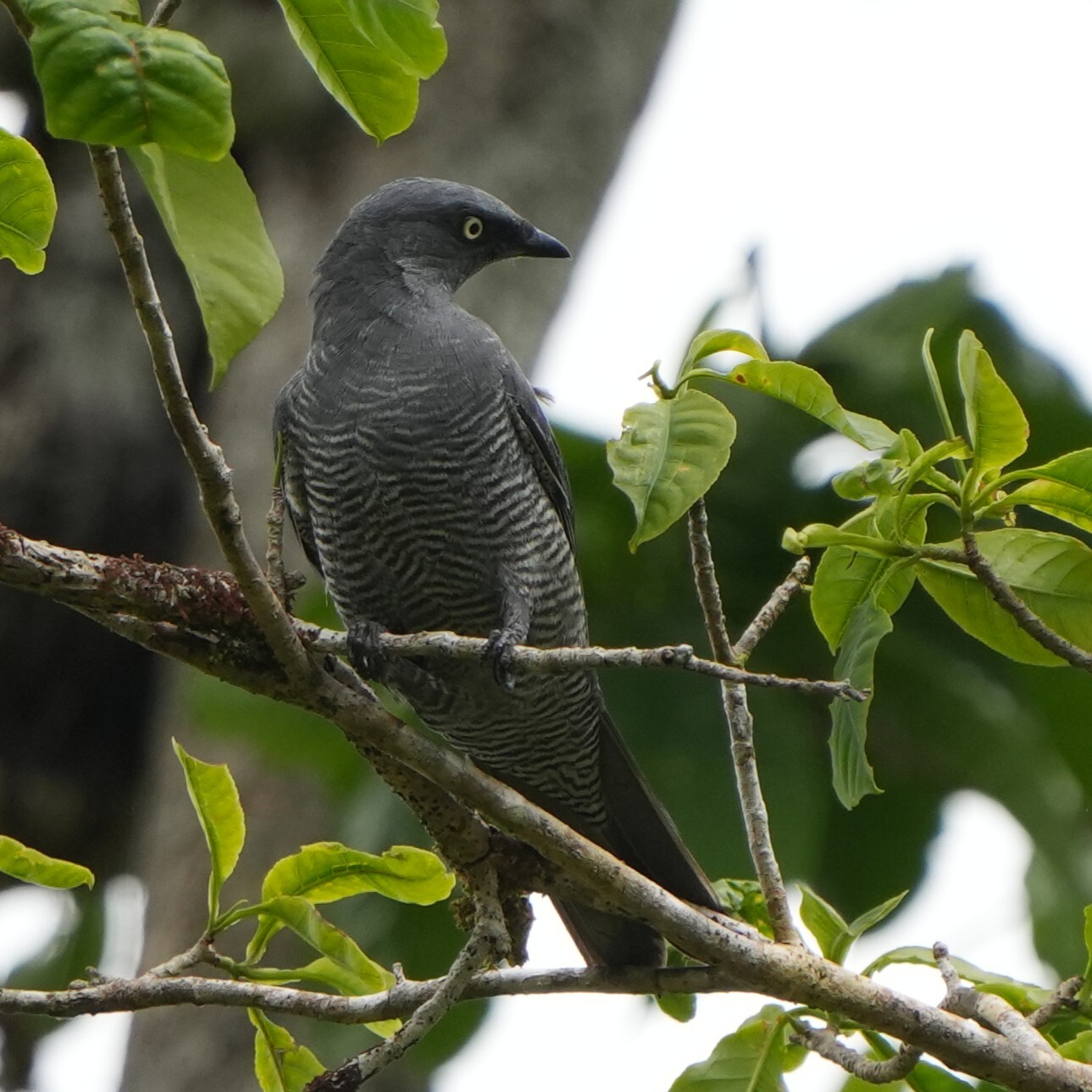 Barred Cuckooshrike (Coracina lineata), photo 5