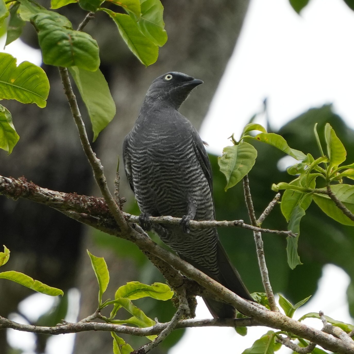 Barred Cuckooshrike (Coracina lineata), photo 6