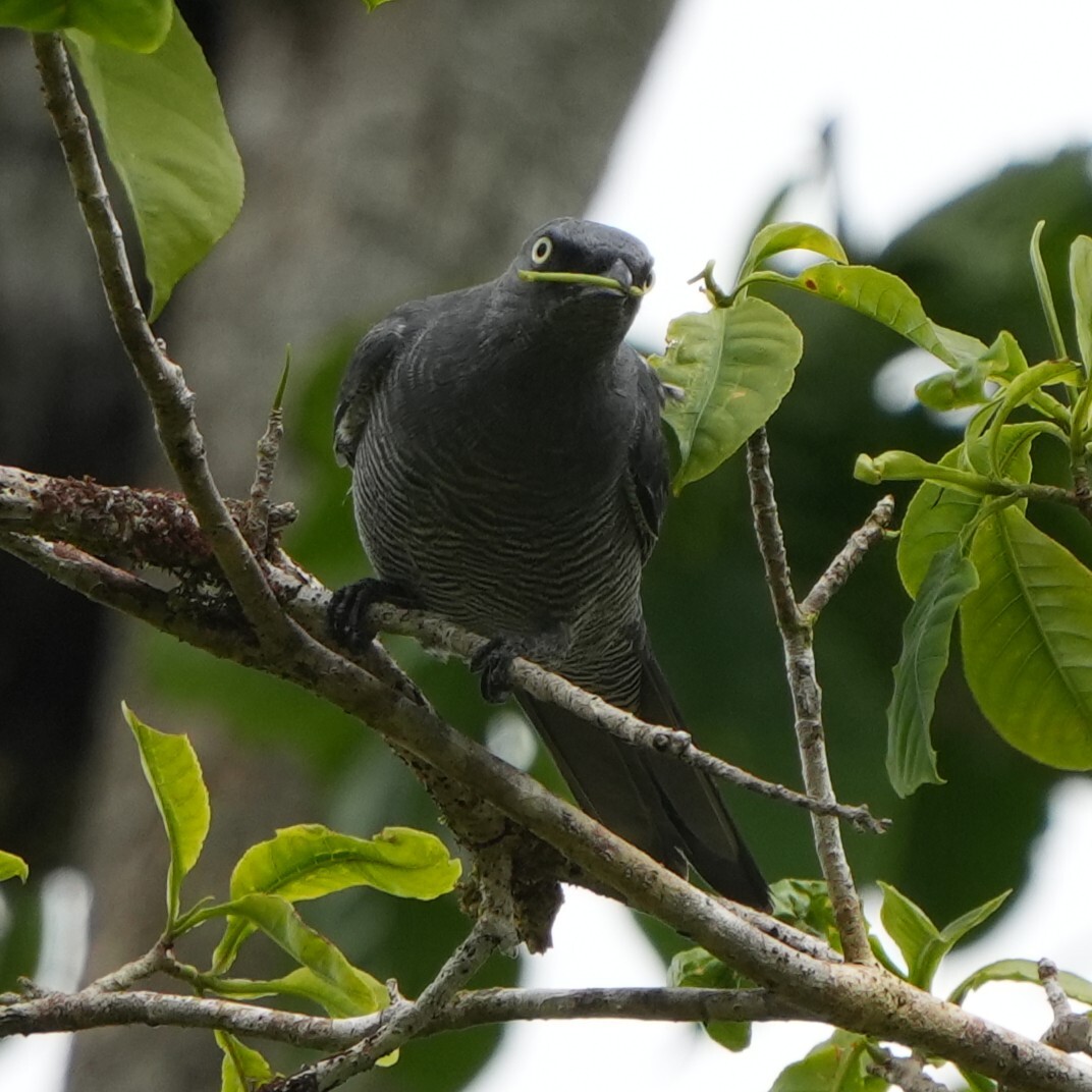 Barred Cuckooshrike (Coracina lineata), photo 7