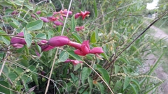 Dolichandra cynanchoides