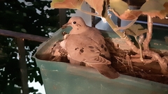 Zenaida auriculata