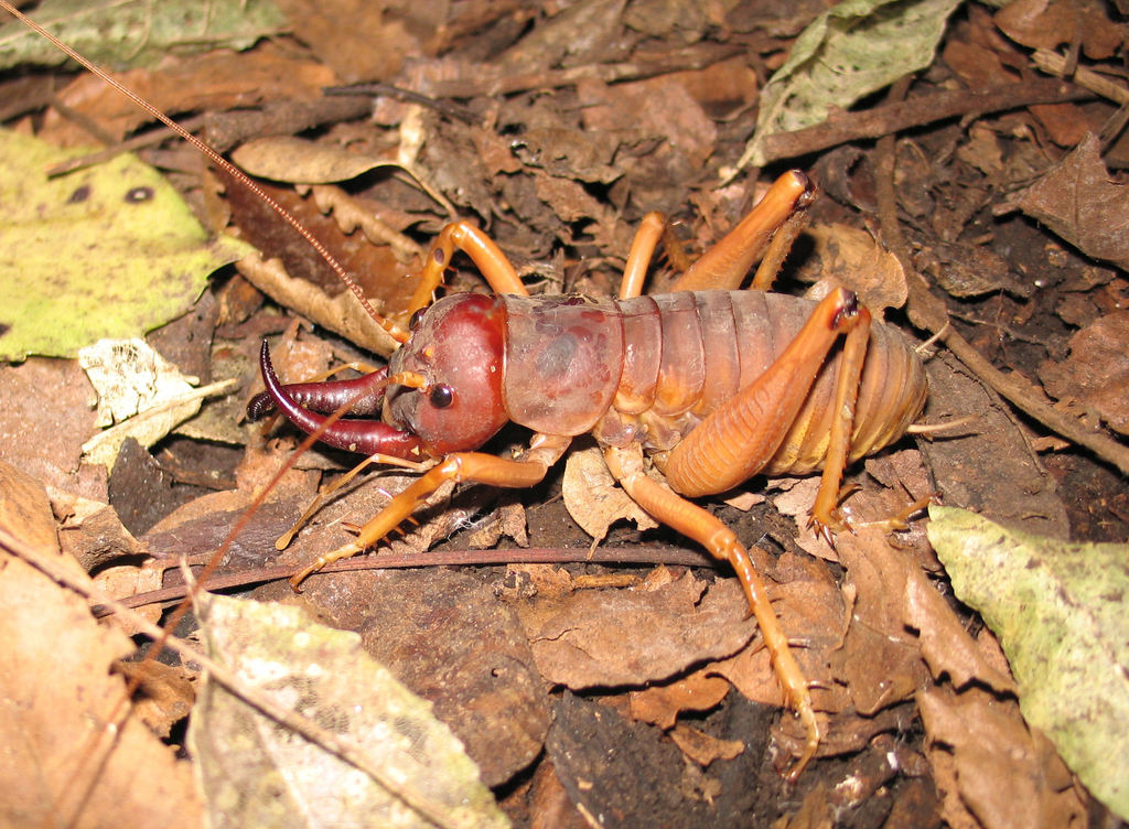 Motuweta
