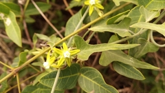 Araujia brachystephana