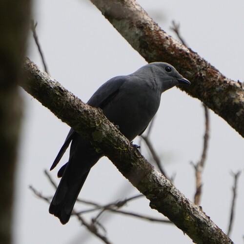 Boyer's Cuckooshrike (Coracina boyeri), photo 6