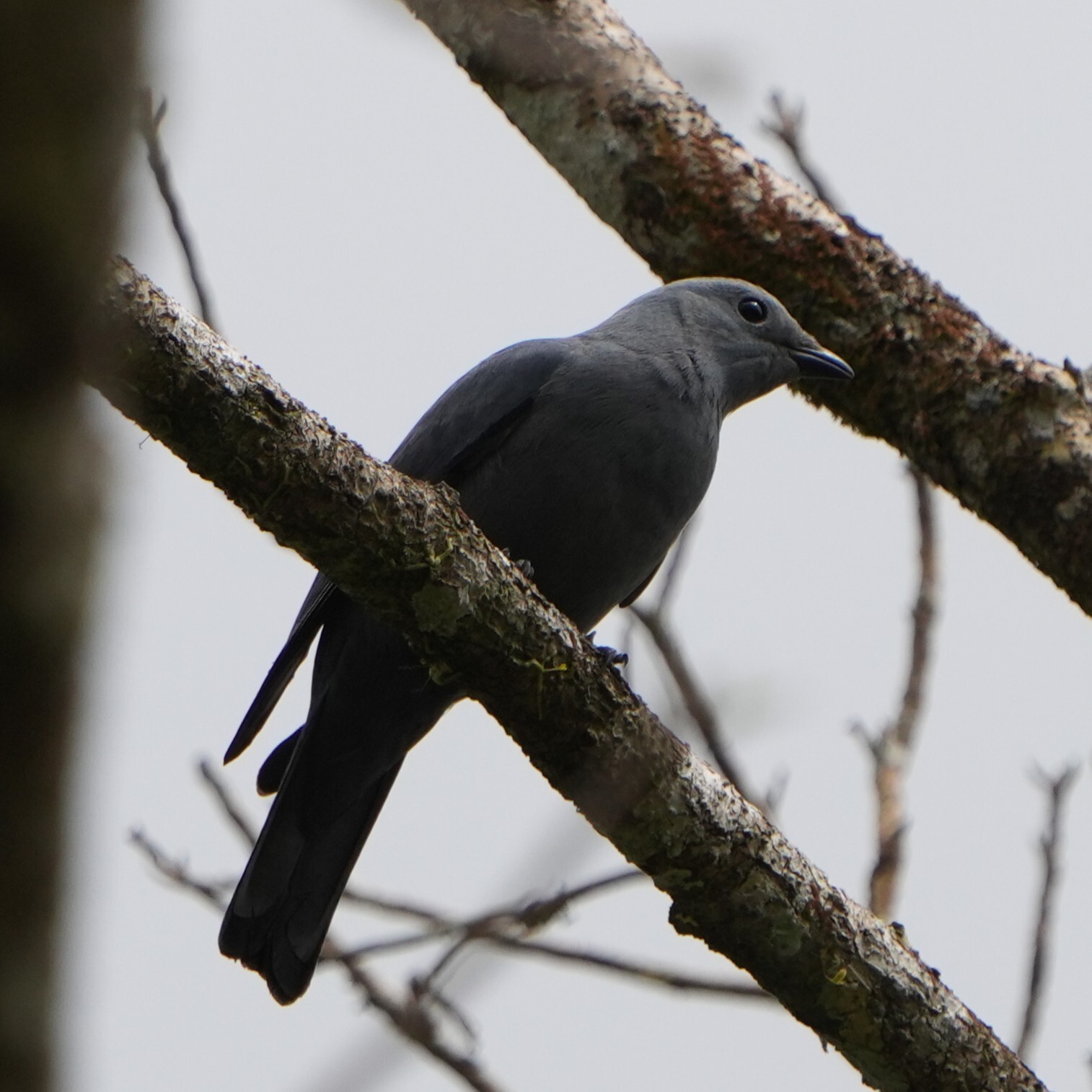 Boyer's Cuckooshrike (Coracina boyeri), photo 9
