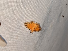 Polygrammodes mimetica