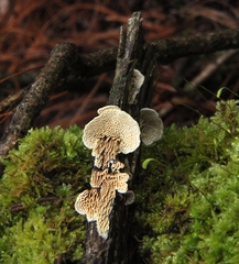 Antrodia heteromorpha