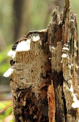 Antrodia heteromorpha