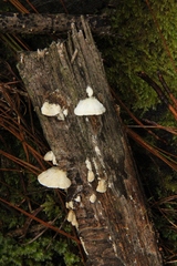 Antrodia heteromorpha