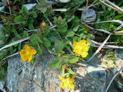Hypericum anagalloides