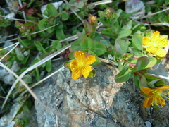 Hypericum anagalloides