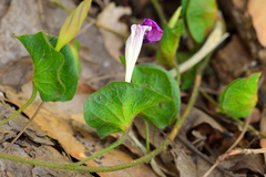 Ipomoea suffulta