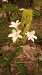 Mandevilla grata